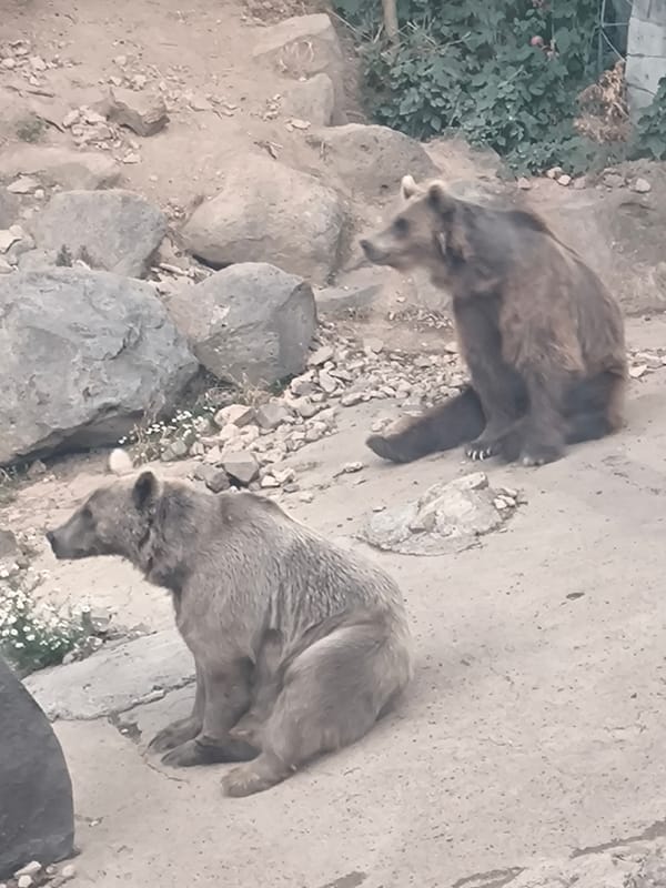 Walking through the Yerevan Zoo's reptiles, fish, and mammals