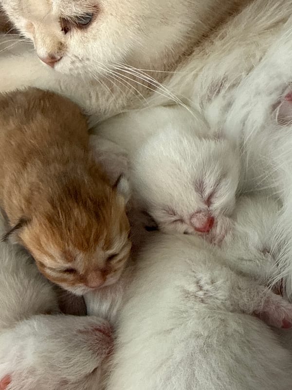 Newborn kittens and their mother in rural Bulgaria