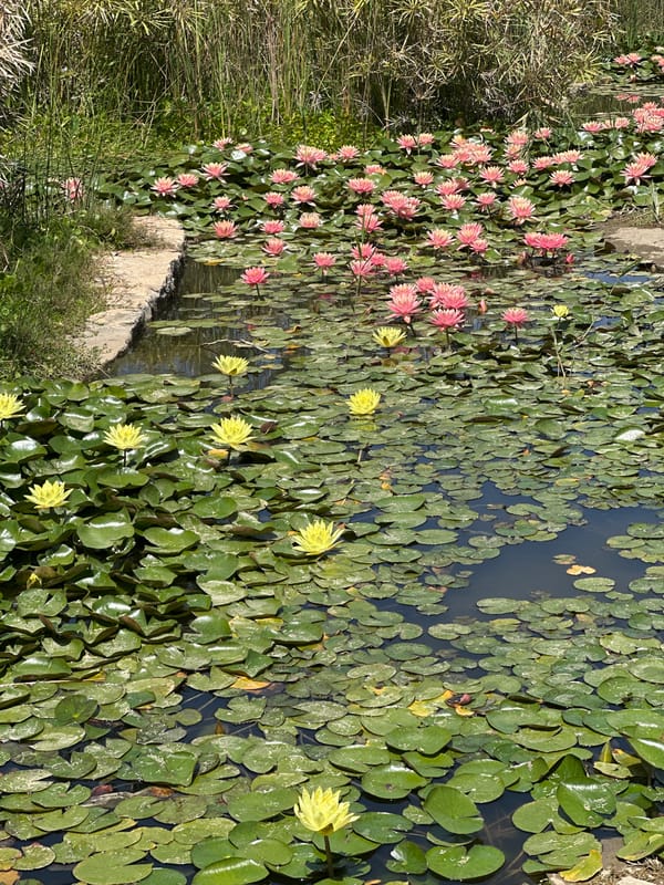 Blooming water lilies spotted in Petah Tikva pond