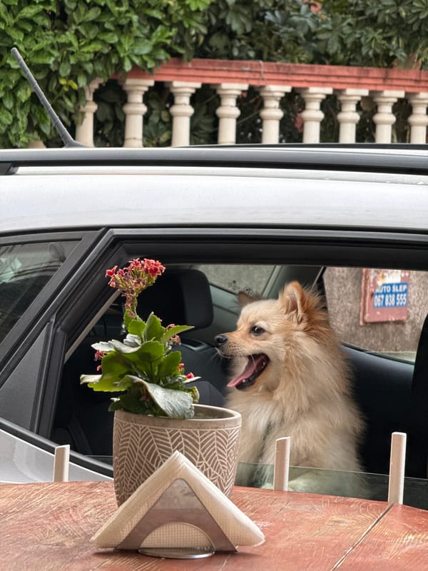 Dog in a parked car, cat on the steps — pets doing their thing.
