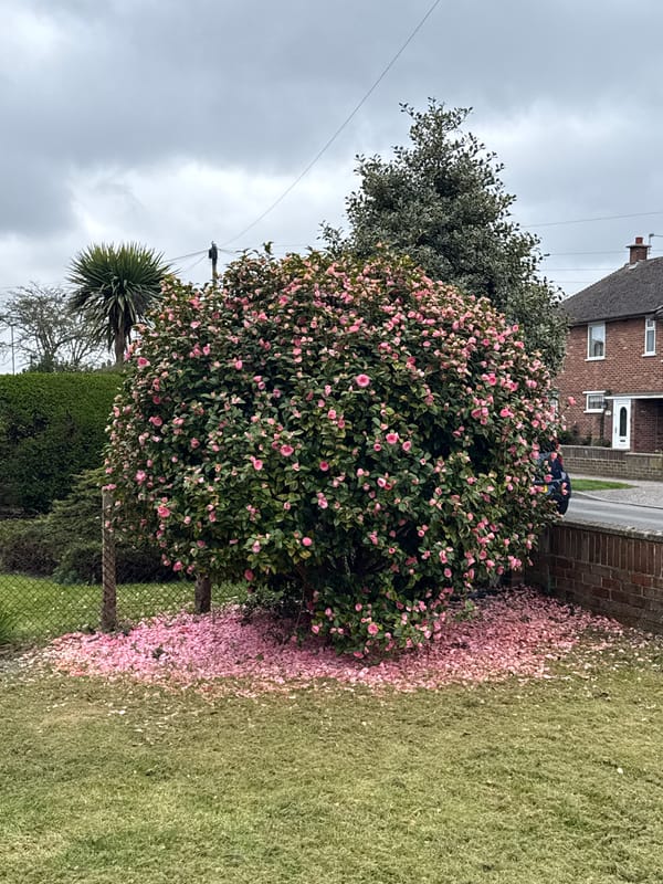 Camellia bush blooms with pink flowers in Great Yarmouth