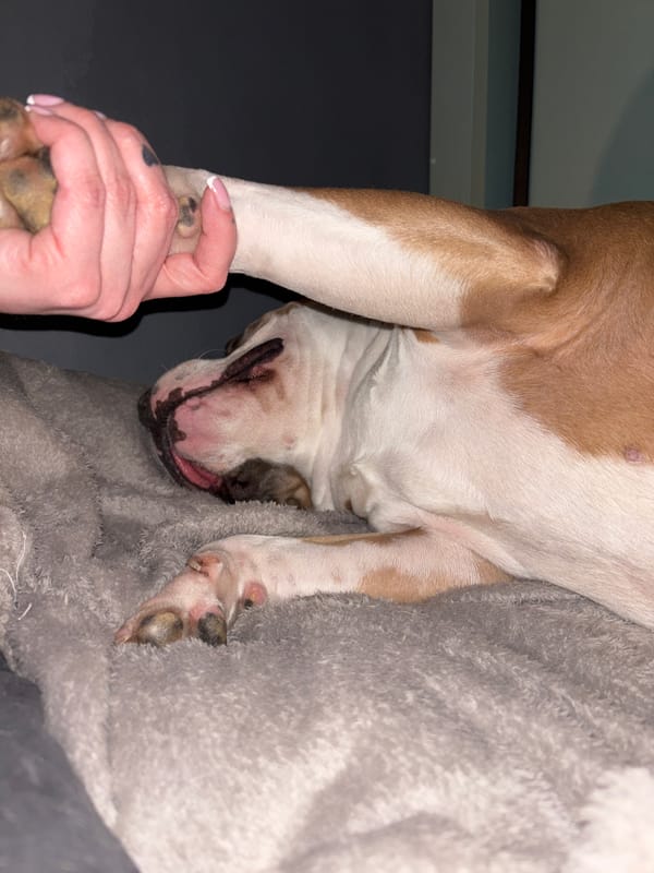 Woman spends evening with pet dog at home in Minsk