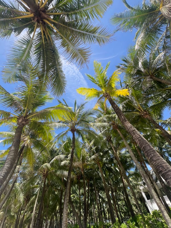 Relaxed morning on a Đà Nẵng beach, palm trees and calm surf