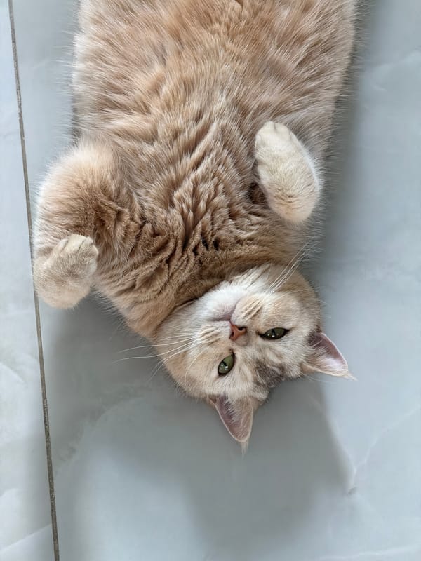 Cats lounging and grooming on sun-drenched tiled floors