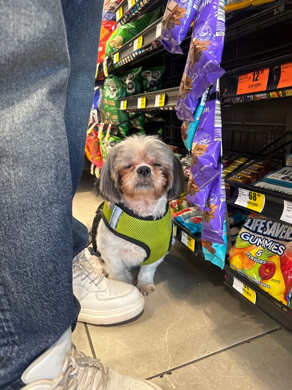Small dog in green vest spotted shopping in Puebla store