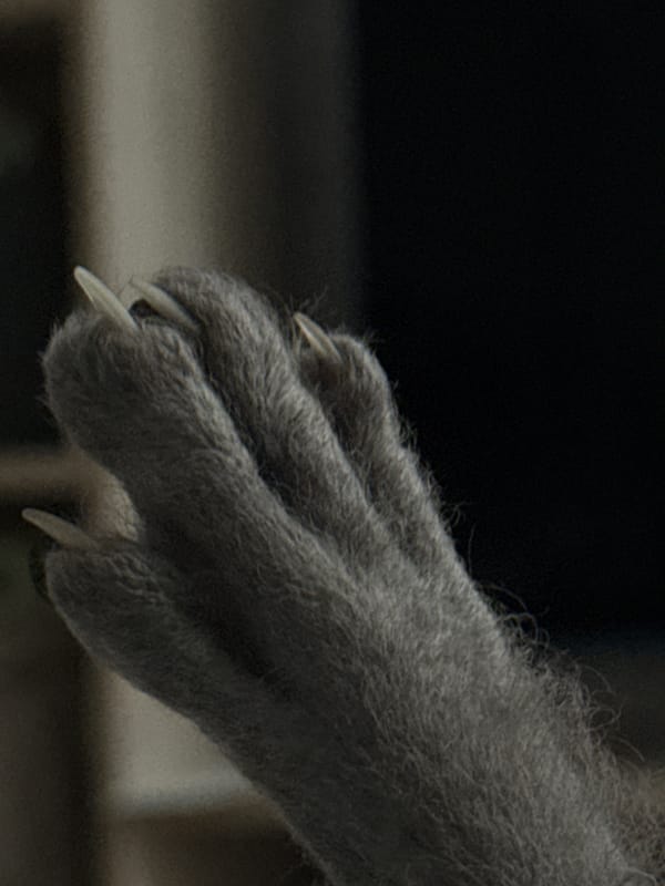 Animal paw with extended claws photographed in Votkinsk