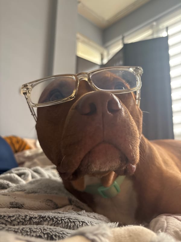 Dog wearing eyeglasses photographed on blanket in Sofia