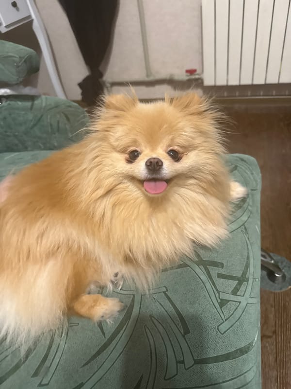 Pomeranian dog relaxing around the house on a lazy afternoon