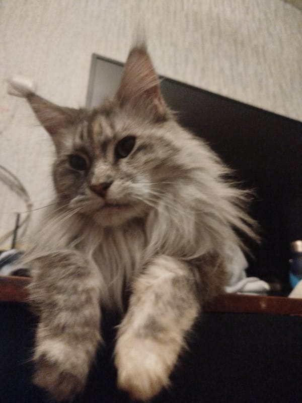Maine Coon cat lounging on dark wooden surface in Rustavi