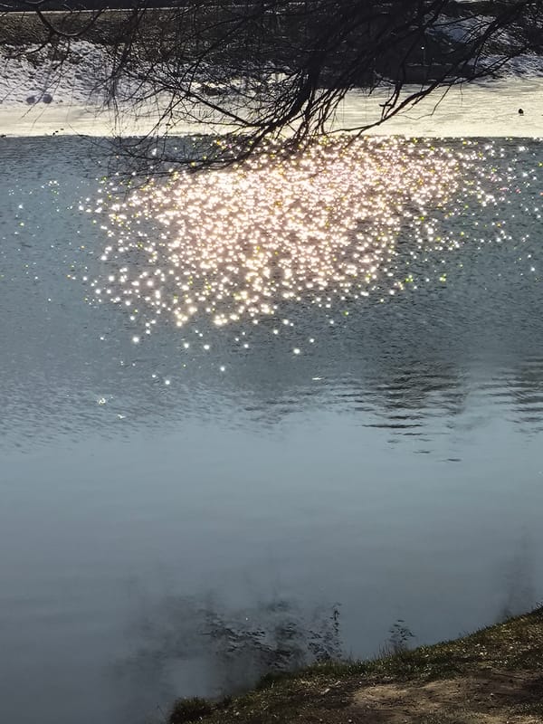 Spring wildlife activity observed along Khimki waterfront