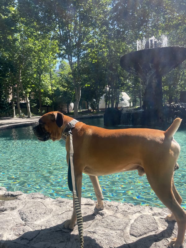 Boxer dog by a turquoise fountain pool