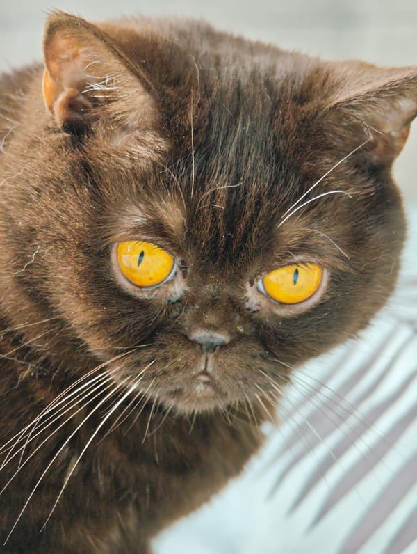 Cats, LEGO, and toys fill a Brest home afternoon