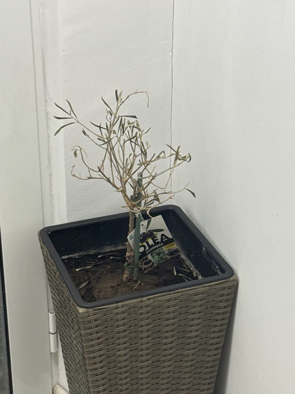 Domestic scenes with plants and Disney imagery documented in Shumen