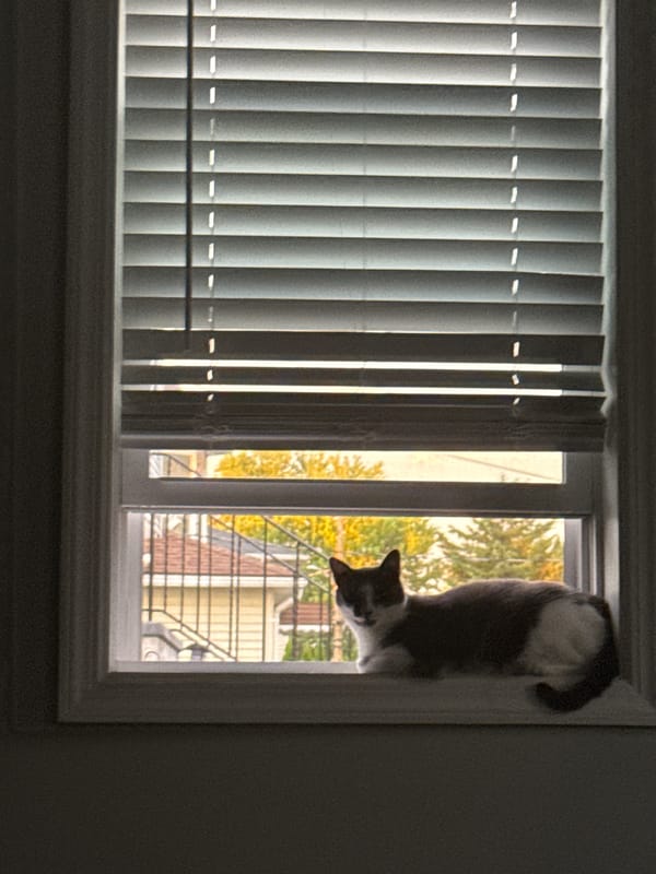 Two cats at home in Bellmore on a late night