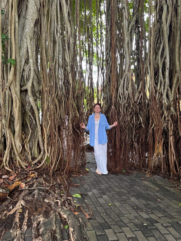 Banyan tree creates natural canopy over Galle street