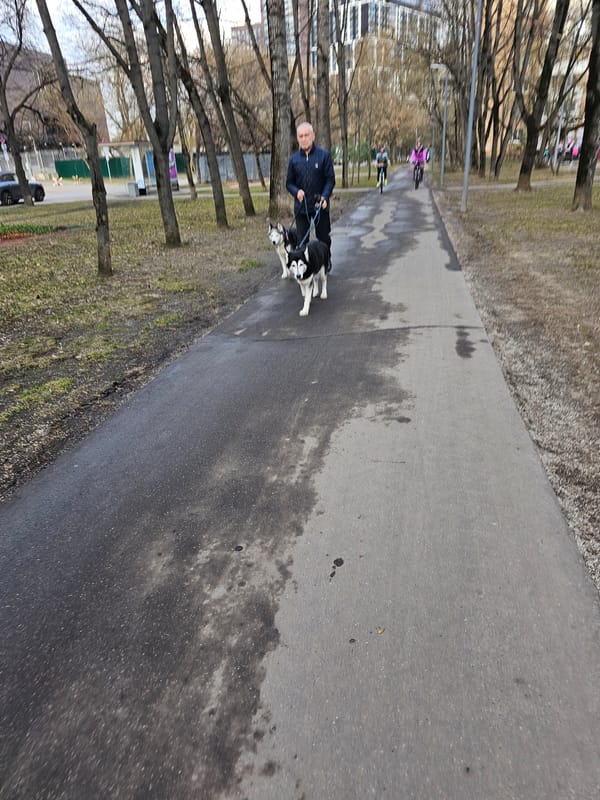 Elderly man walks dogs in Moscow park