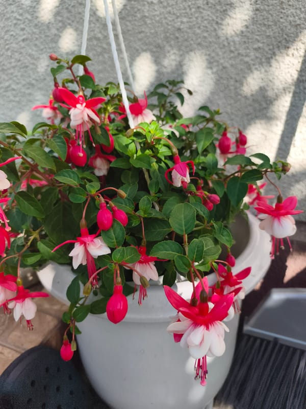 A Moldova home garden, its cats, and its flowers