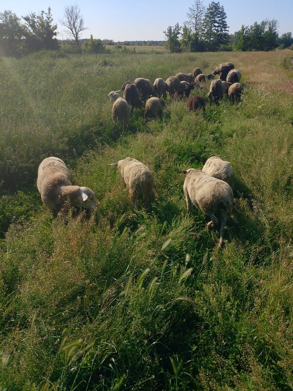 Morning pastoral scene: sheep flock grazing in sunny fields