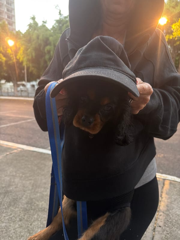 Dog owner carries puppy in hoodie while walking second dog