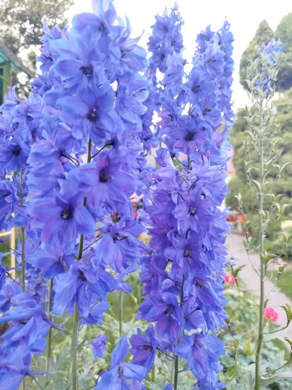 A Belarusian dacha garden in full midsummer swing