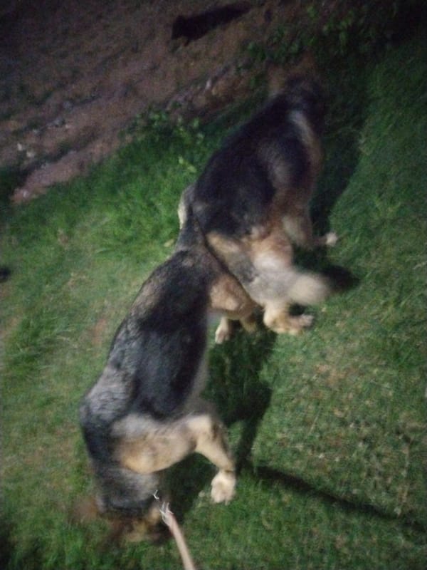German Shepherds observed playing in Jos, Nigeria park area