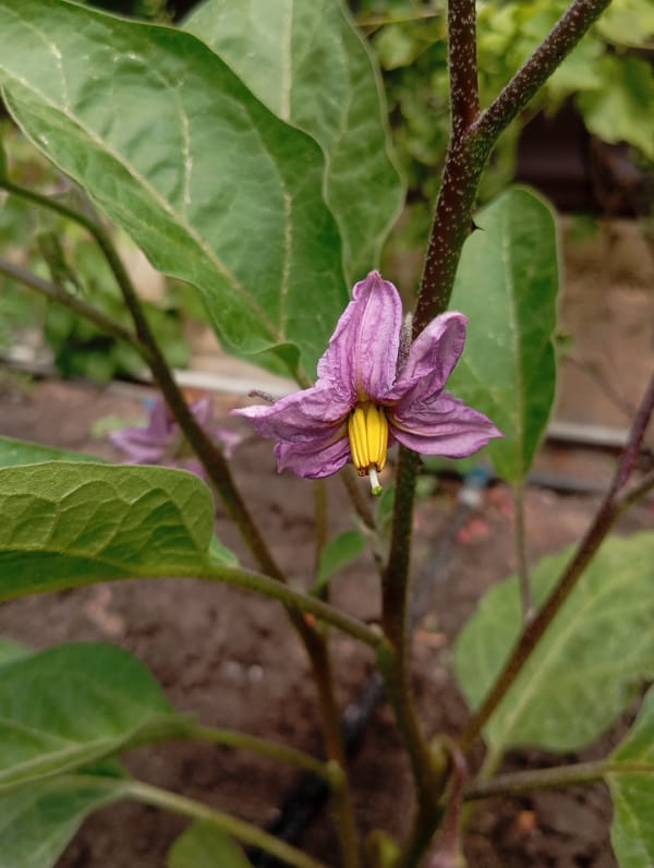 Summer garden details in Pivdennoukrainsk — flowers, fruit, and insects