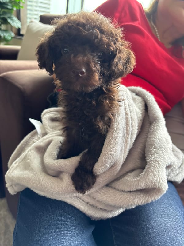 Brown poodle puppy cared for by multiple people in Lima home
