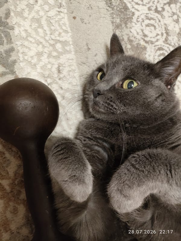 Grey cat lounging on a rug next to dumbbells in Pavlodar