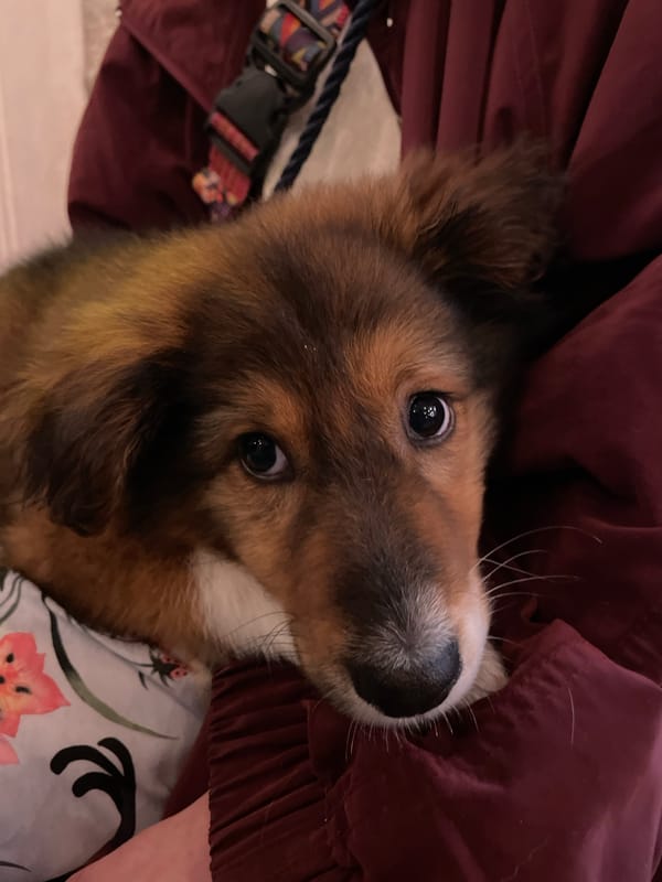 Man with tattoos resting indoors in Rafailovići, Montenegro