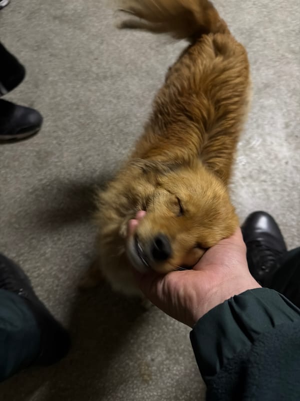 Late-night dog interactions captured in Pazardzhik, Bulgaria