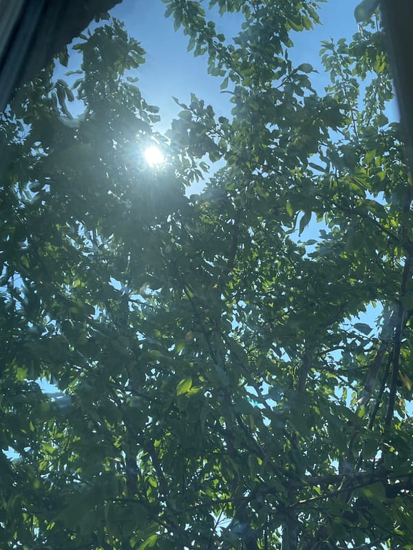 Summer afternoon in Belashtitsa: trees, textiles, and a thermometer