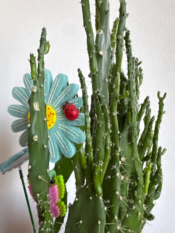Morning around a Ruse neighborhood: apartments, parked cars, café, cacti