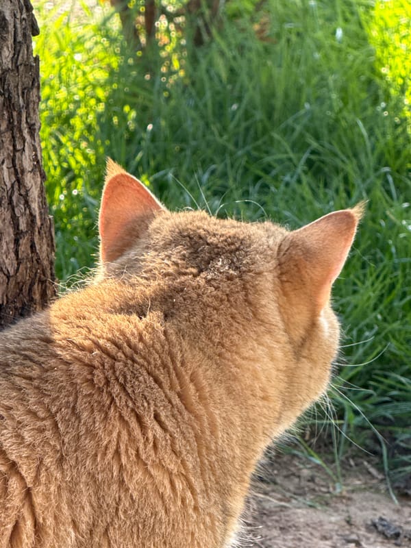 Roses and a ginger cat in a Bulgarian garden on a summer afternoon