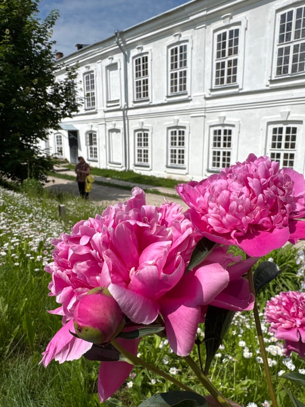 Tourist documents Orthodox churches and peony blooms in Veliky Novgorod