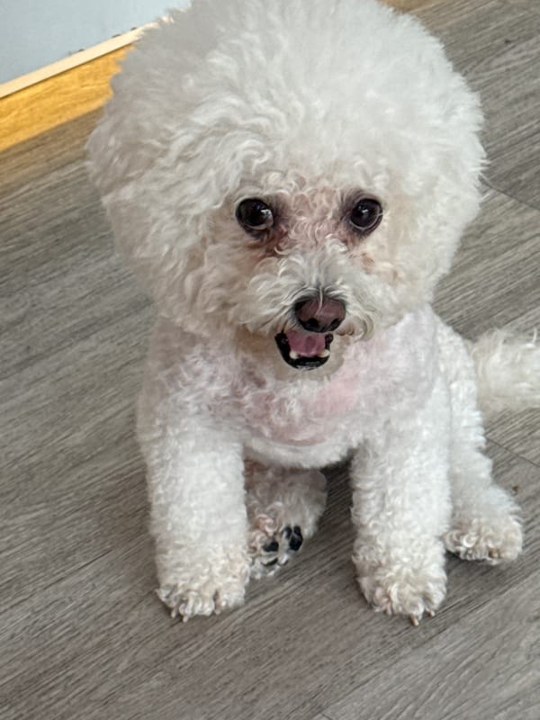 Bichon Frise holds court on a Bangkok hardwood floor