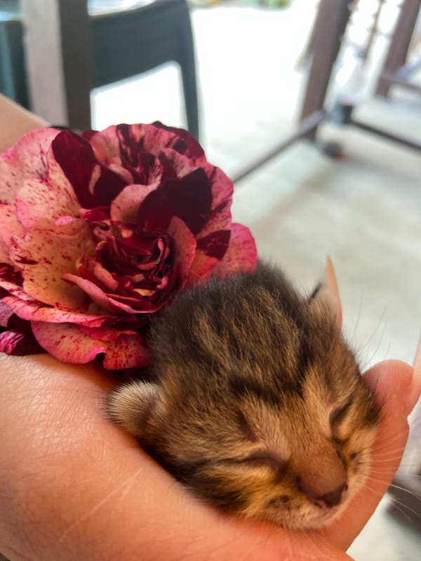 Quiet morning moments with sleeping kitten and rose in Bulgaria