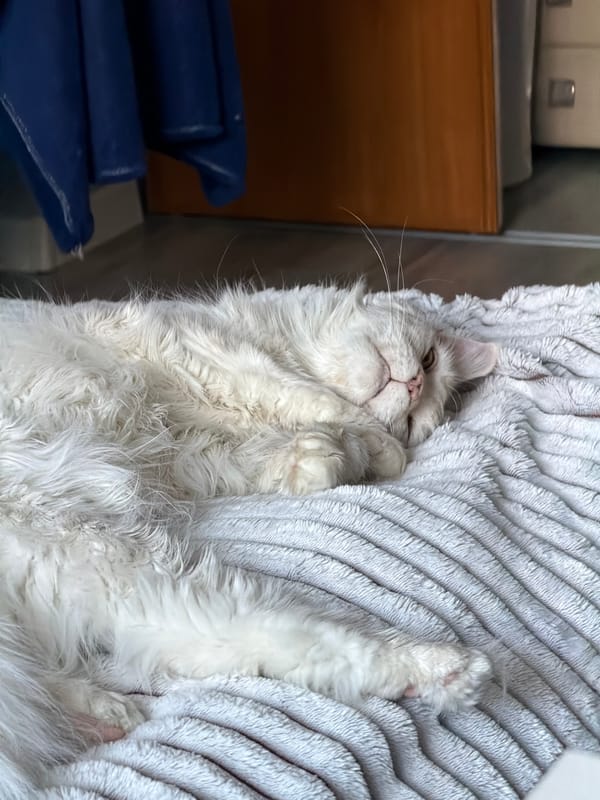 White cat spotted resting on blanket in Kazan