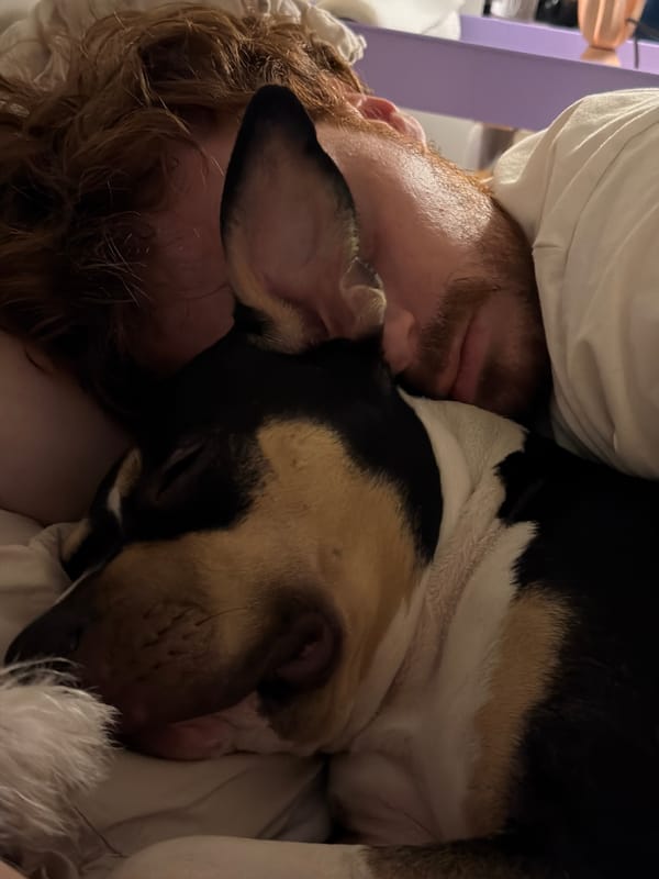 Person shares quiet moment with tri-colored dog in Tel Aviv