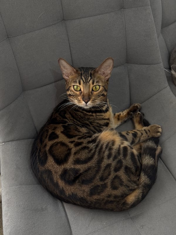 Cats nap on furniture while cooking occurs nearby