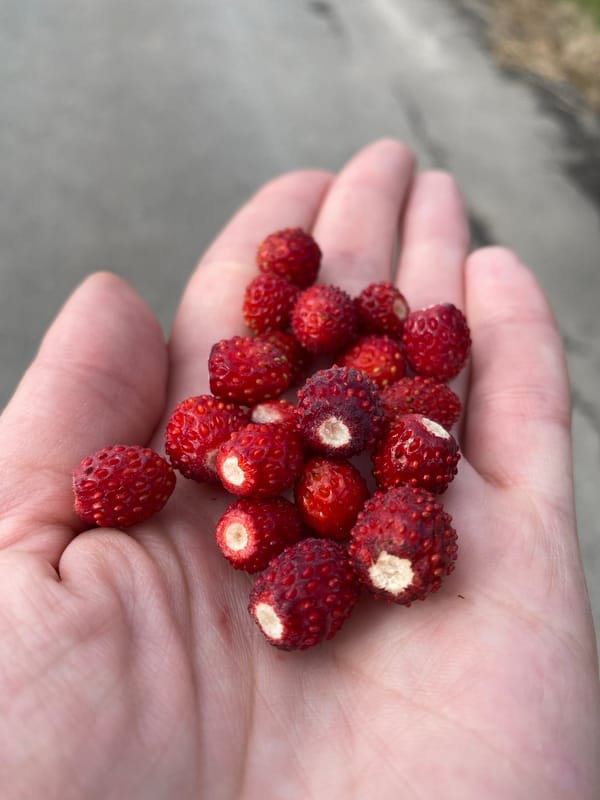 Wild strawberry picking and garden wandering on a cloudy day