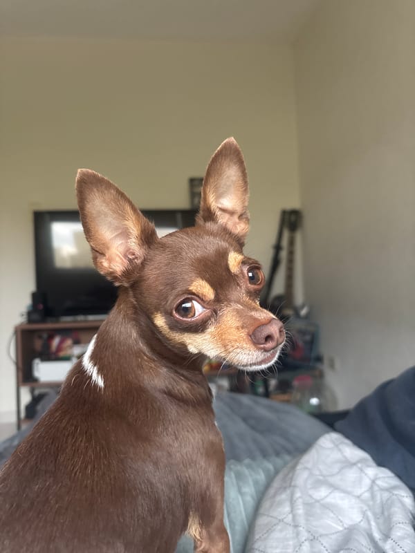 Pet videos recorded in Puebla during early morning hours