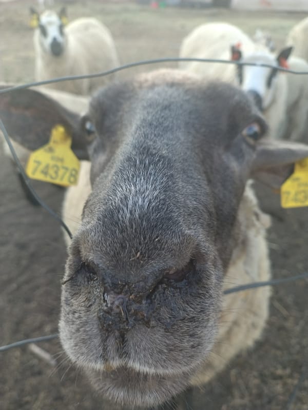 Dark-faced sheep behind a fence on a Czech summer afternoon.
