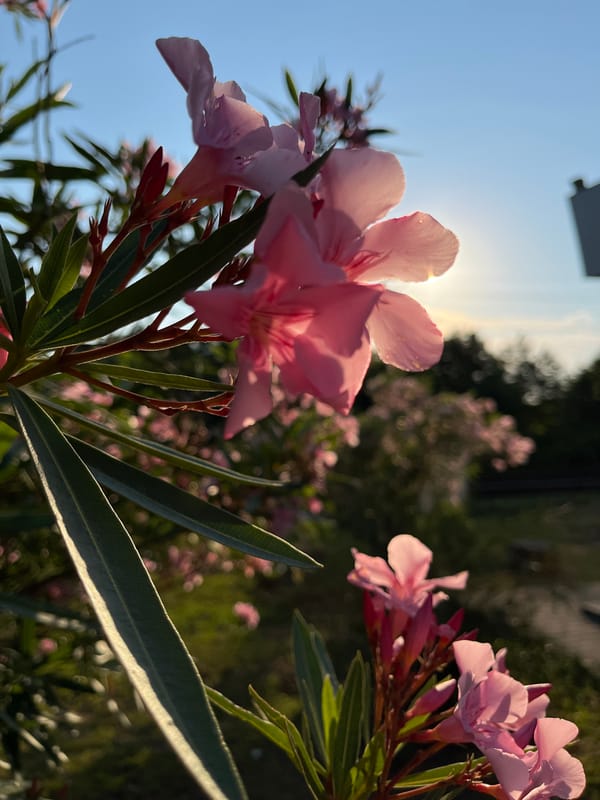Ureki roadside on a summer afternoon — trains, campers, oleanders