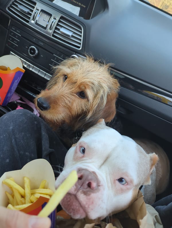 Family with dogs makes day trip across Russian suburbs