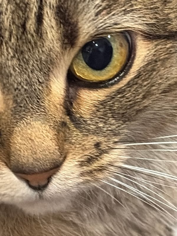 Close-up photography session featuring cats and still life in Petersburg