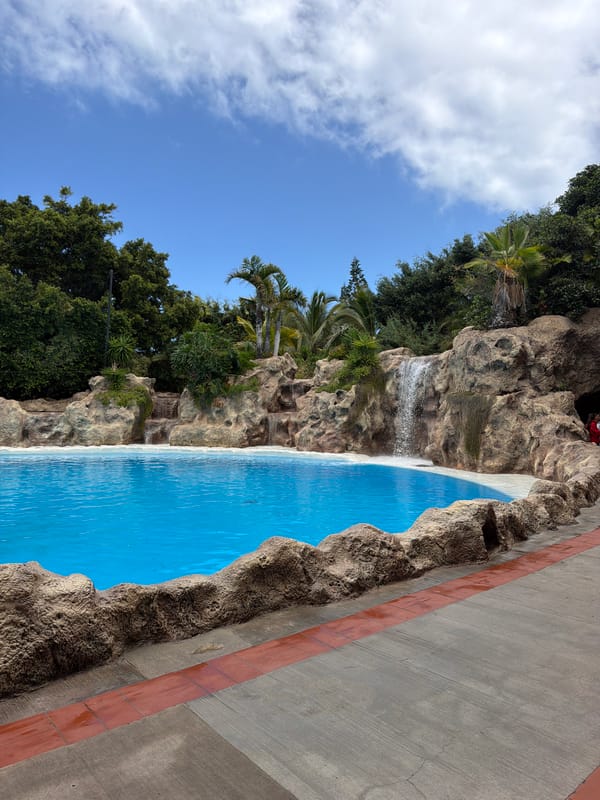 Inside Loro Parque: pools, dolphins, and a tropical morning