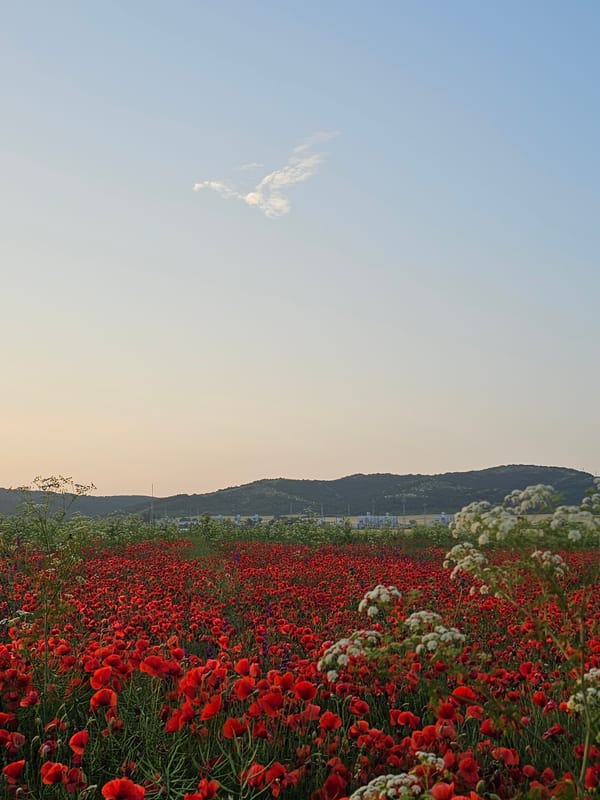 Red poppy field blooms captured in Lozenets, Bulgaria