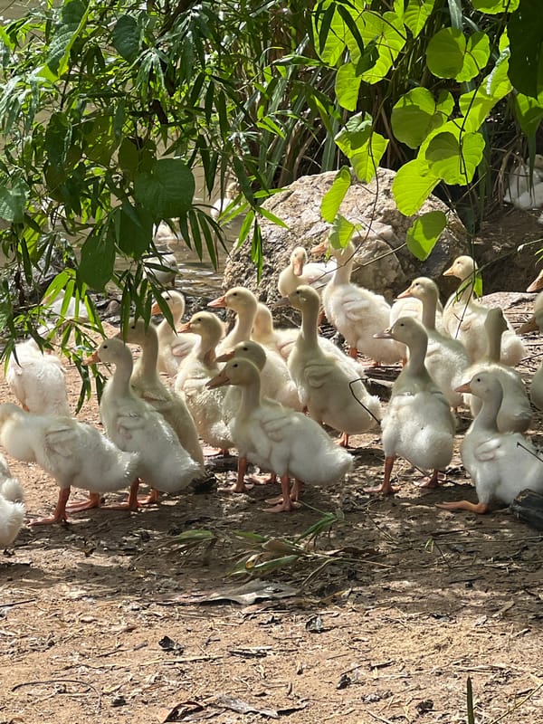 Ducklings along a shaded waterway in Đà Nẵng