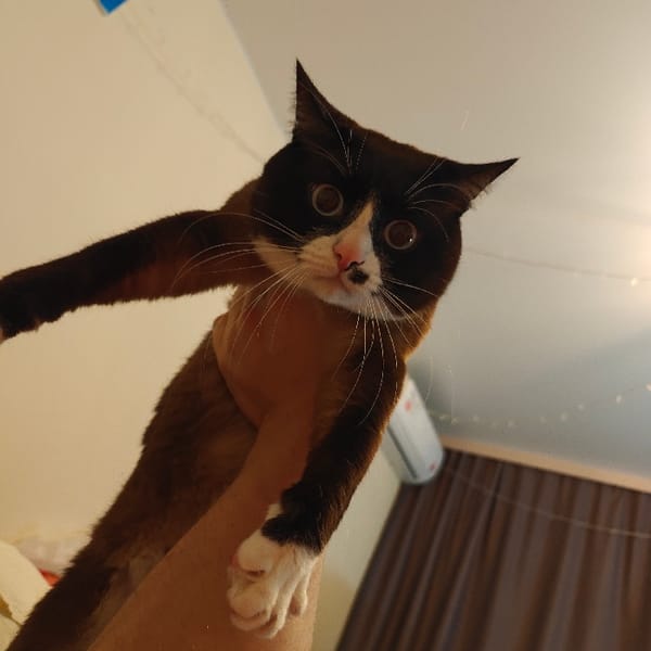 Russian Cat Owner Documents Evening With Beloved Tuxedo Pet