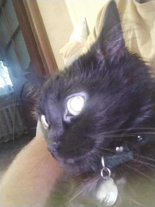 Black cat with silver collar, photographed up close from every angle.